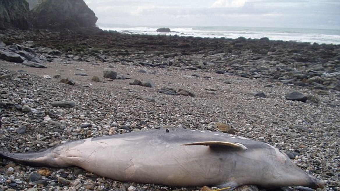 Μαζικές επιθέσεις από καρχαρίες σε δελφίνια στη Βρετανία!